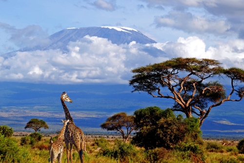 Giraffes hanging out near Mt Kilimanjaro, Tanzania