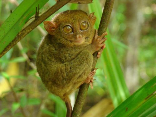 A tarsier in the Philippines